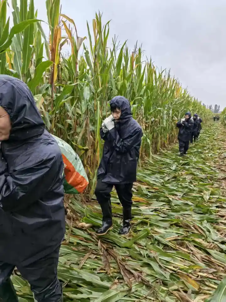 千余公共场地变身秋粮晒场 大名县秋收进入收官阶段