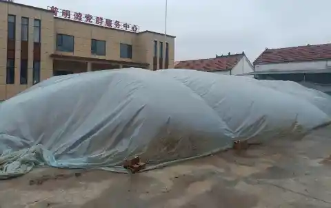 千余公共场地变身秋粮晒场 大名县秋收进入收官阶段