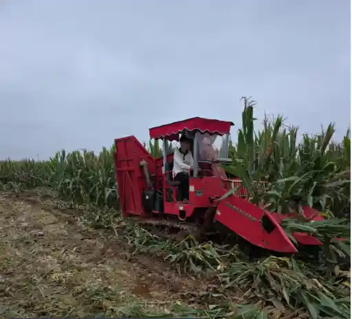 千余公共场地变身秋粮晒场 大名县秋收进入收官阶段